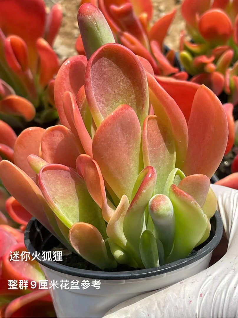 9#火狐狸 多肉植物 满9.9包邮
