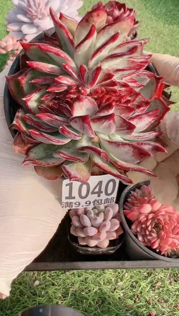 【闪购商品】信福多肉一物一拍