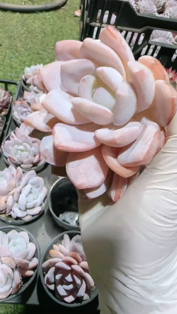 【闪购商品】雪酥双头