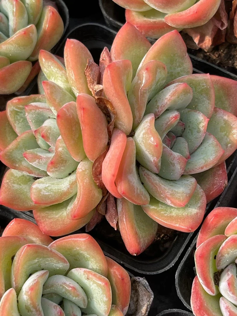 7#草莓泡芙双头多肉 多肉植物