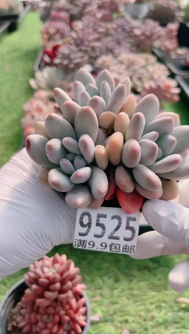 【闪购商品】信福多肉一物一拍