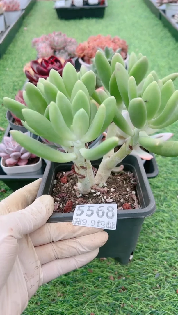 【闪购商品】信福多肉一物一拍