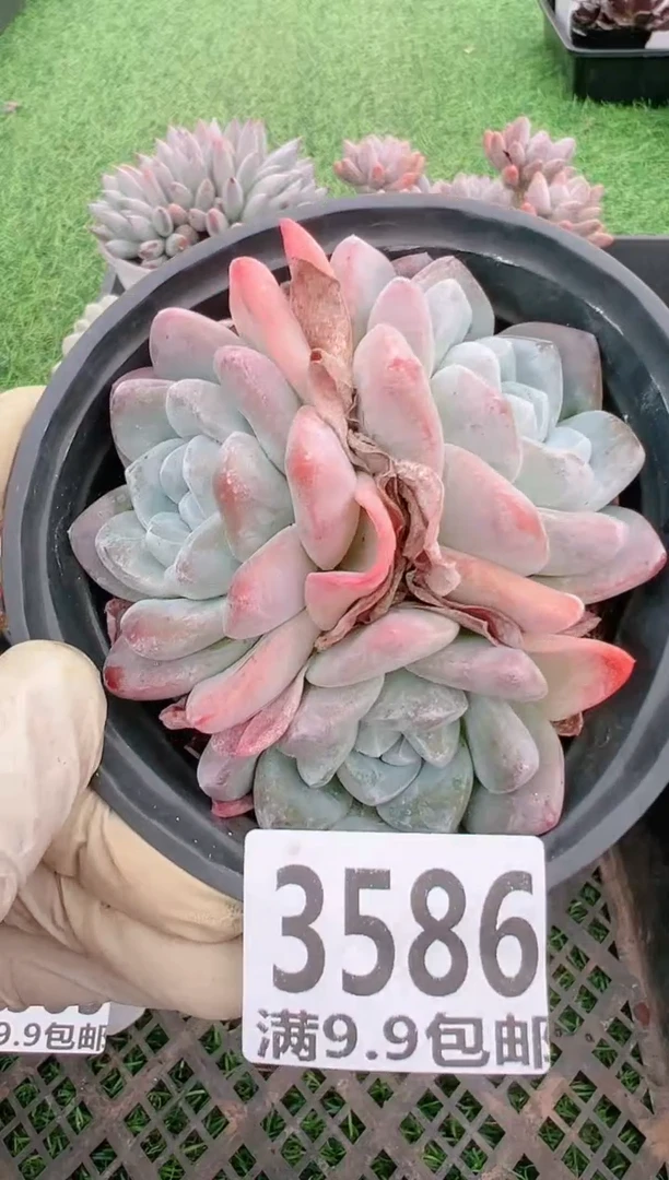 【闪购商品】信福多肉一物一拍