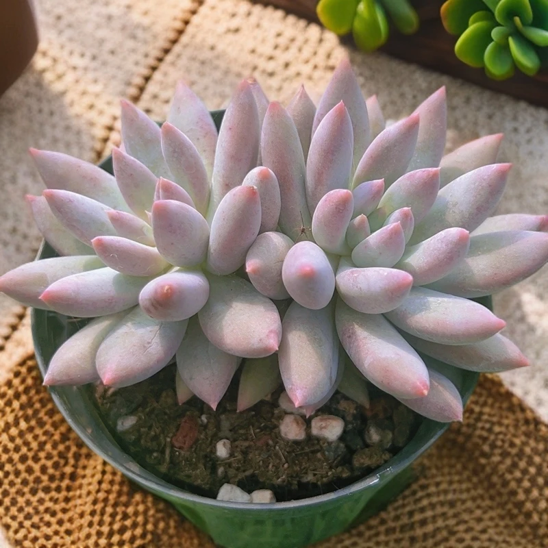 12#所罗门 多肉植物