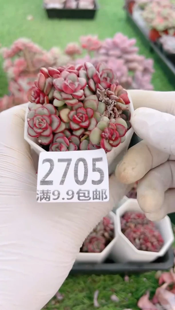 【闪购商品】信福多肉一物一拍