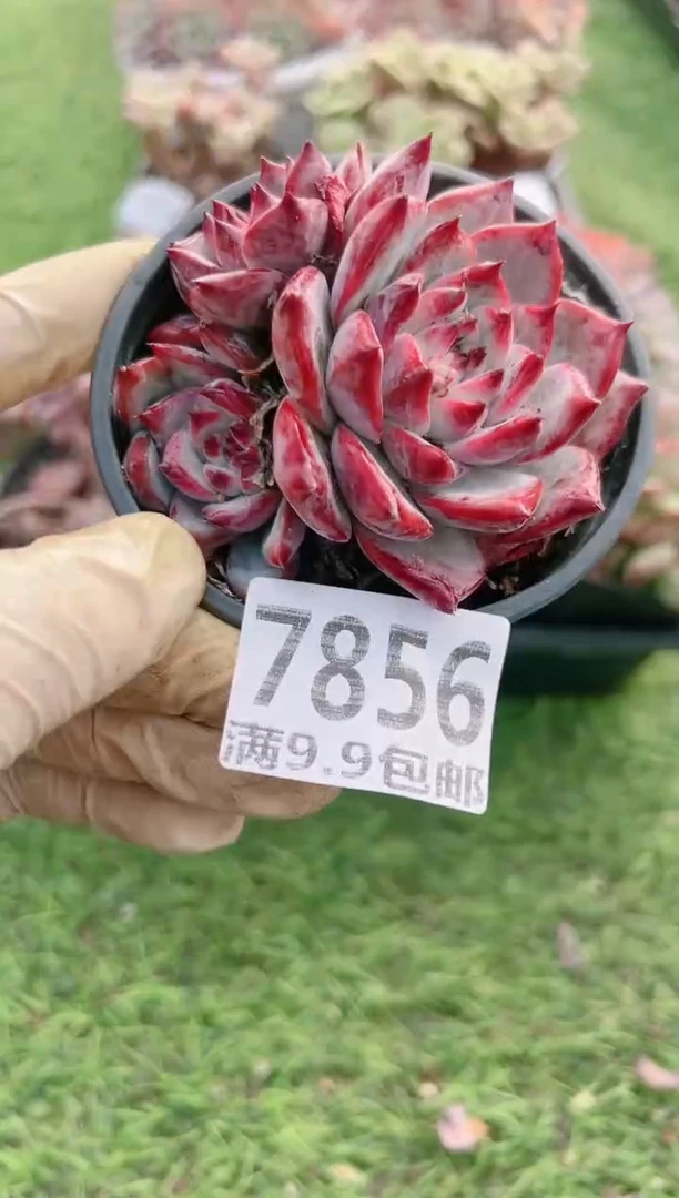 【闪购商品】信福多肉一物一拍