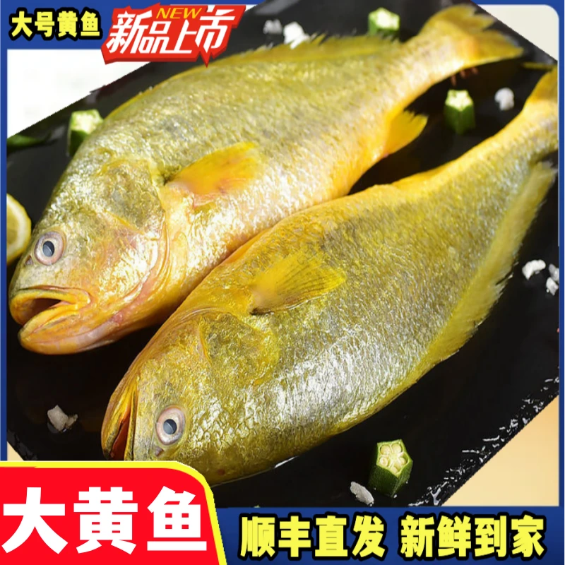 【糖妈年货节】】4条冰鲜大黄鱼450g-500g/条生鲜黄鱼黄花鱼冷冻水产