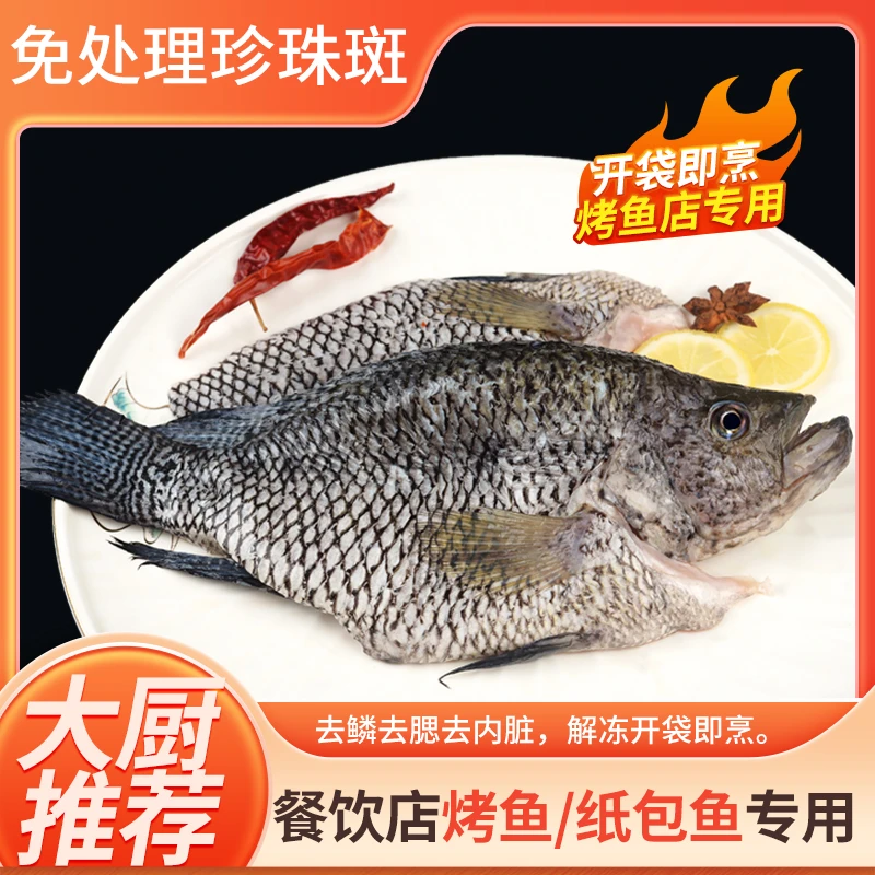 新鲜珍珠斑 石斑鱼 游龙斑鱼 鲜活三去斑鱼海鲜水产火锅 烧烤鱼