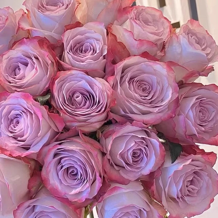 气场玫瑰月季花苗带花苞玫瑰盆栽四季开花特大花苗浓香花卉植物