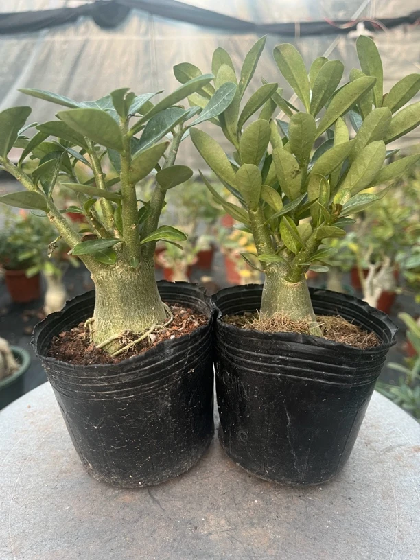 原生3-4年小苗随机花色2颗