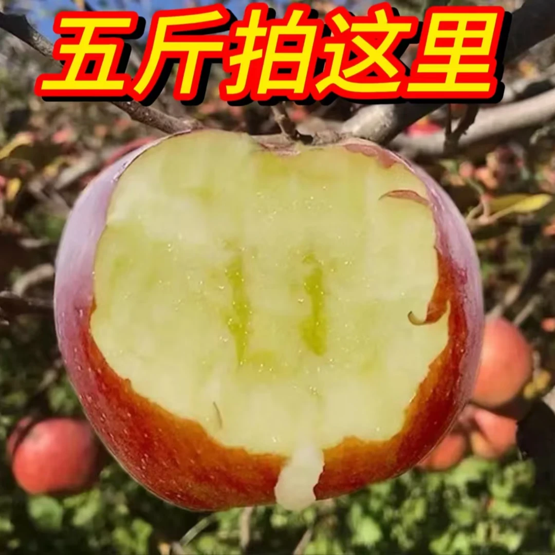 四川汉源高山老树糖心苹果现摘现发糖心红富士丑苹果产地直发