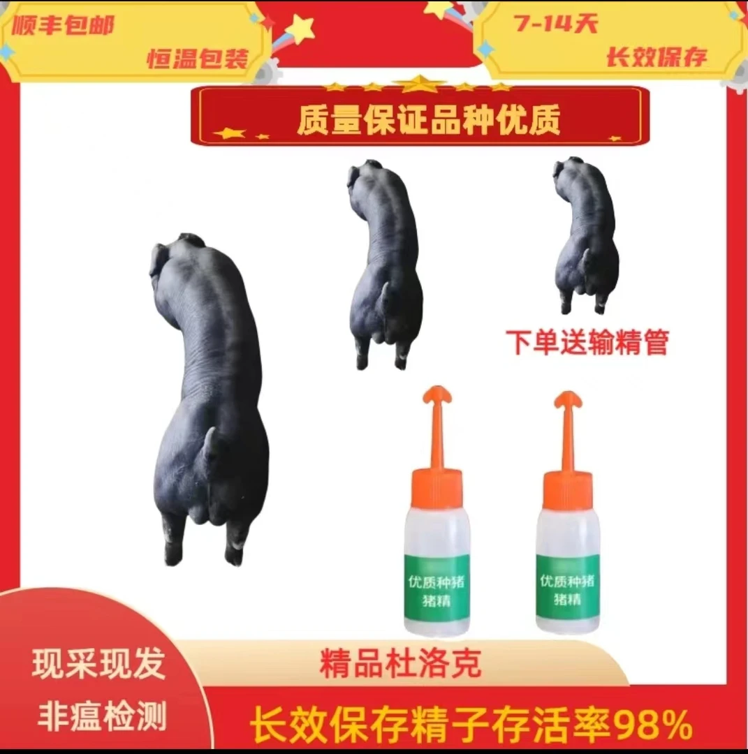 优质商品杜洛克种猪猪精