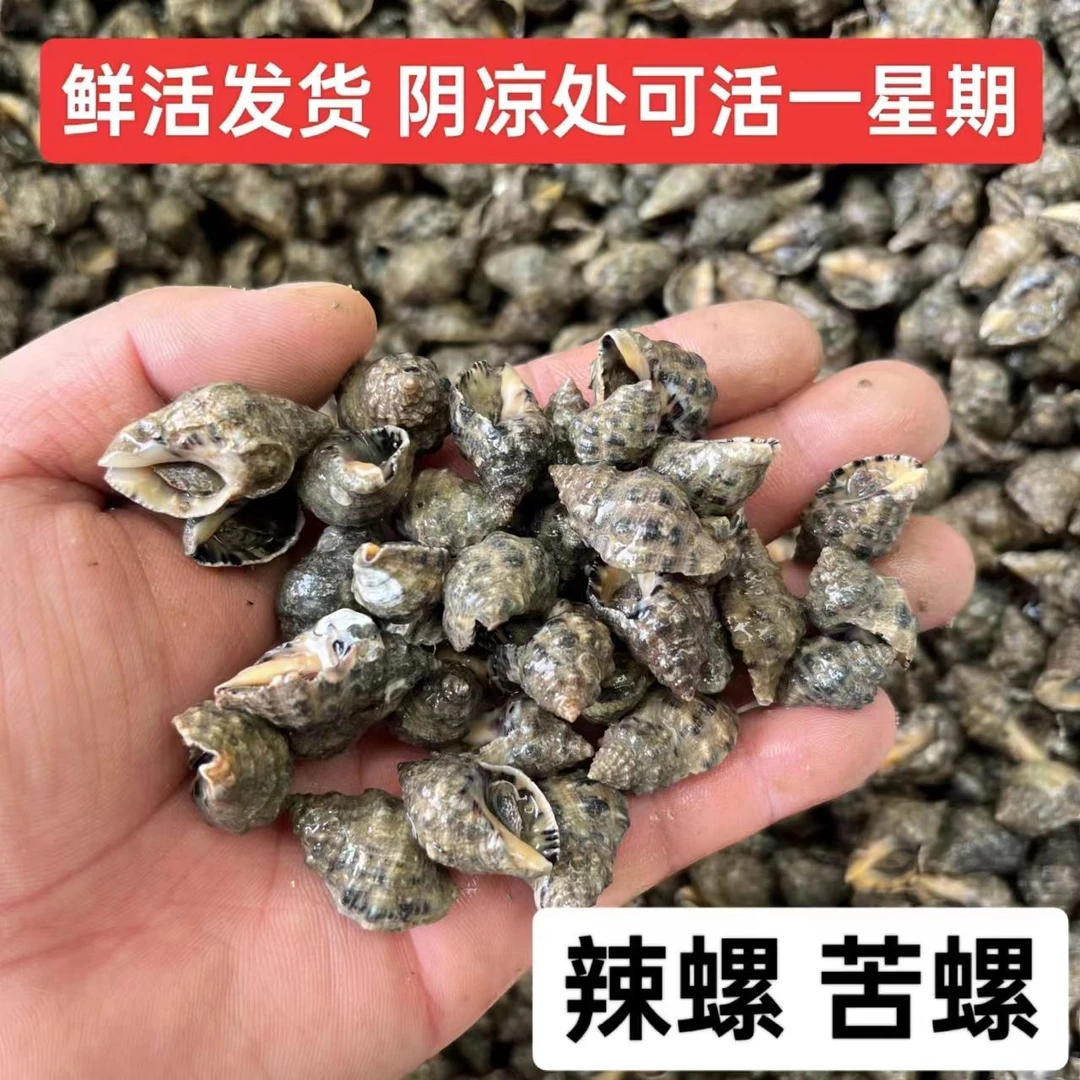 鲜活野生中号辣螺苦螺四斤生鲜食品海螺辣螺鲜活冷地到货易结冰