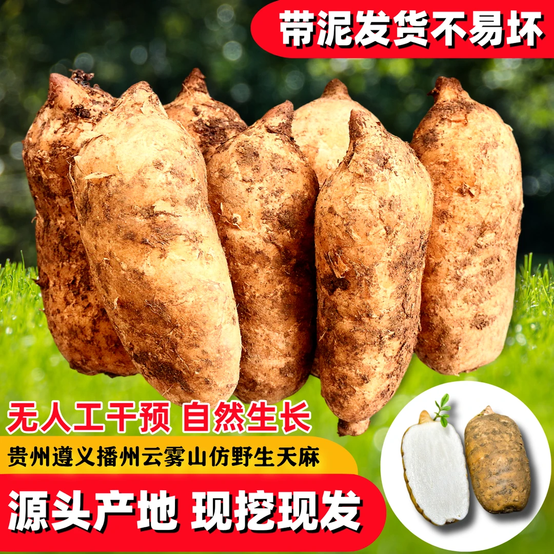 贵州仿野生新鲜天麻买3斤送半斤买5斤送1斤无人工干预原生态天麻