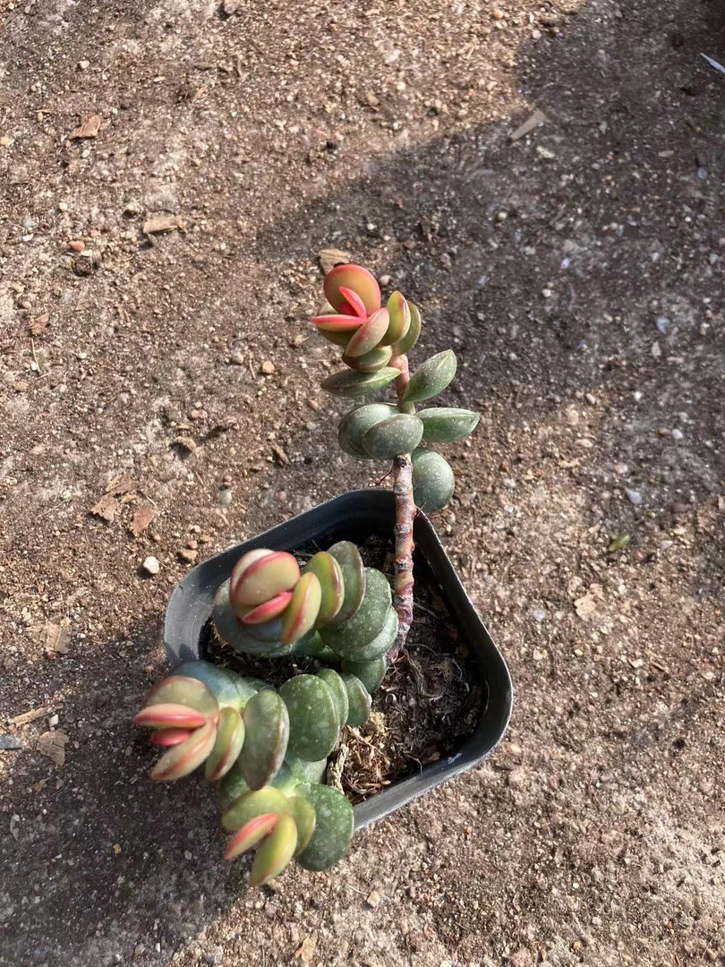 多肉植物红唇水泡