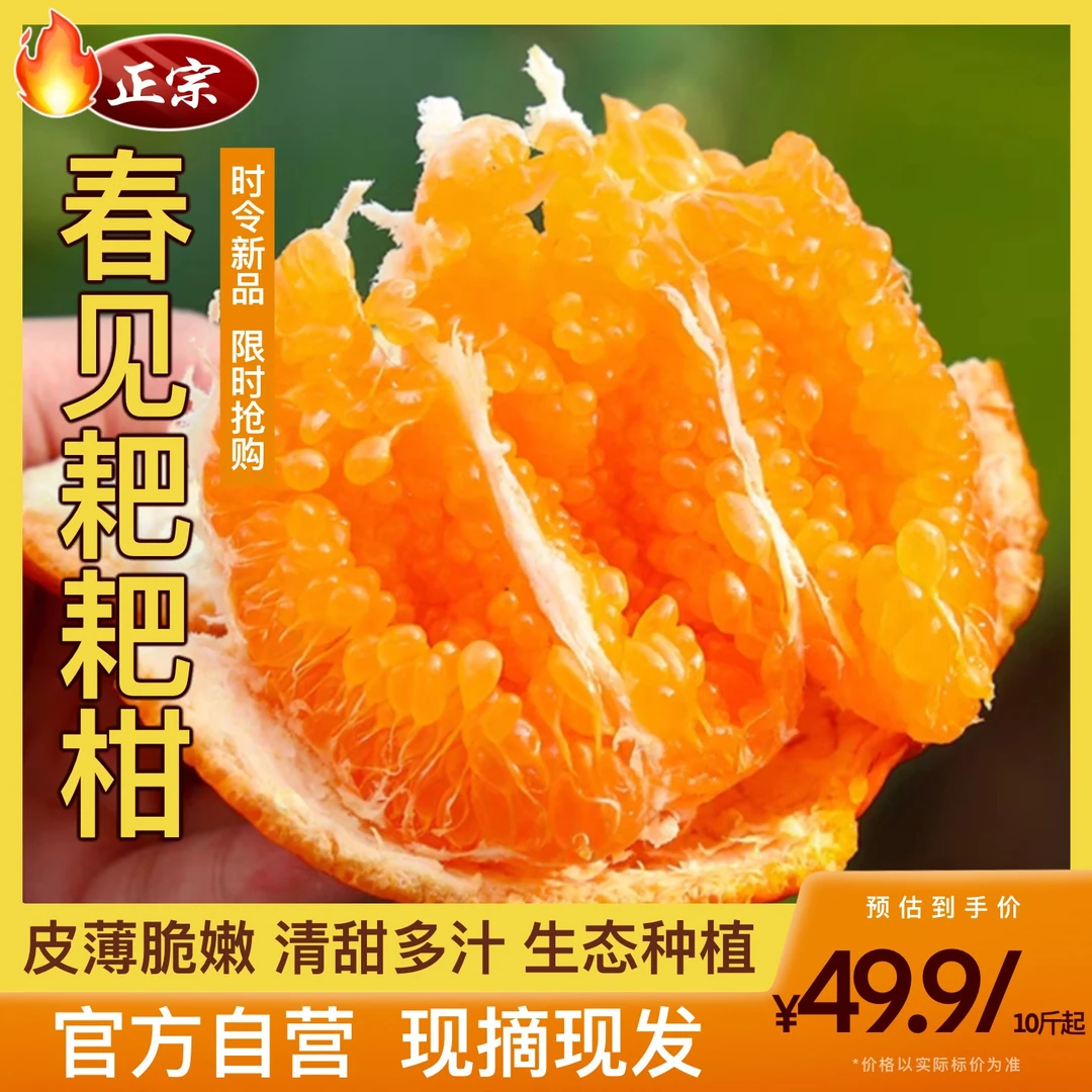 四川特级春见耙耙柑橘子当季水果整箱新鲜营养细嫩多汁皮薄10斤