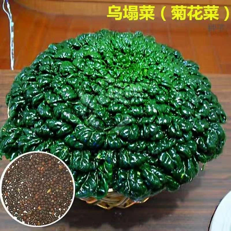 乌塌菜种子菊花菜种籽秋季冬季种植蔬菜种籽阳台盆栽好吃简单温室