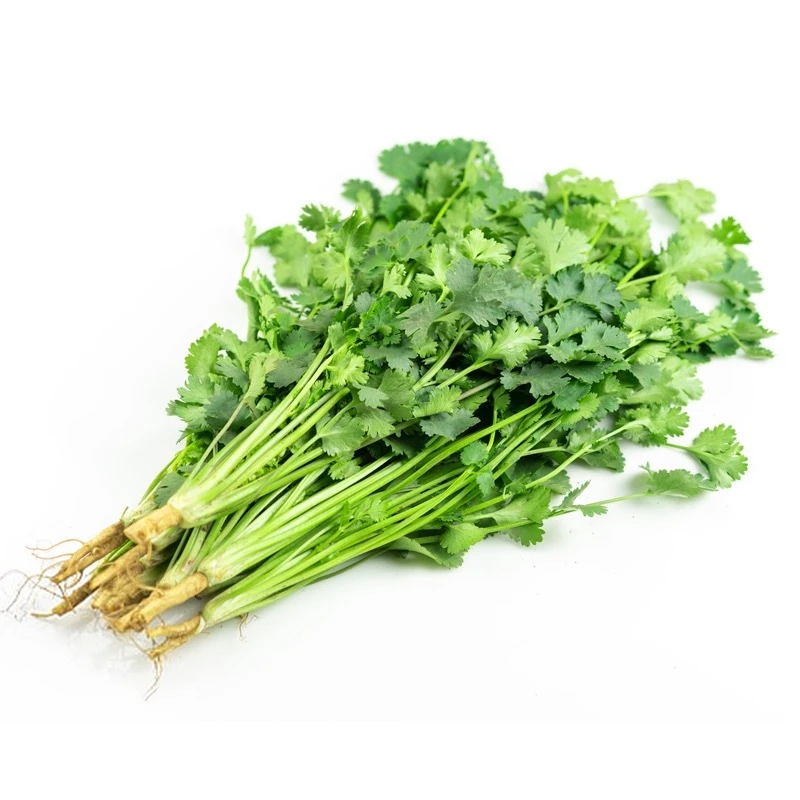 香菜种子芫荽春夏秋冬种植速生耐热简单四季蔬菜种籽大全