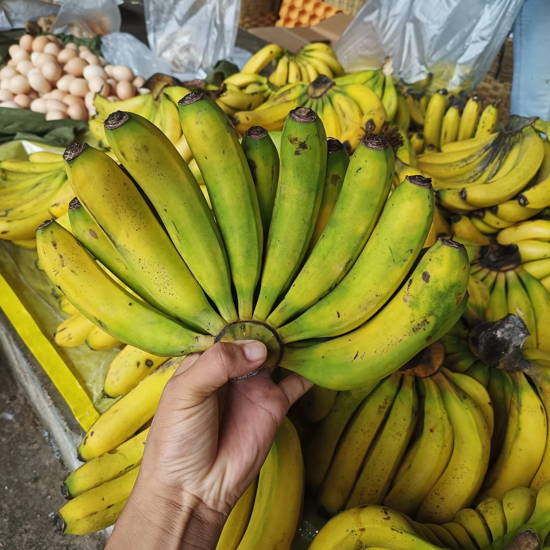 【七小姐】云南农家香蕉香甜软糯生果发货自然成熟饱满采摘饱满采摘