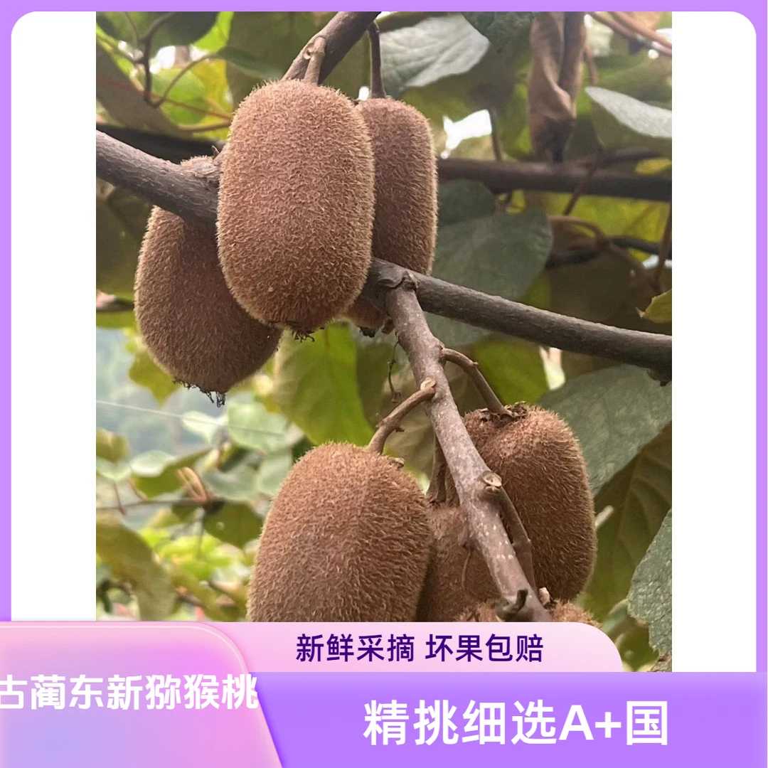 四川古蔺猕猴桃奇异果绿心5斤大果包邮当季整箱新鲜孕妇水果现货