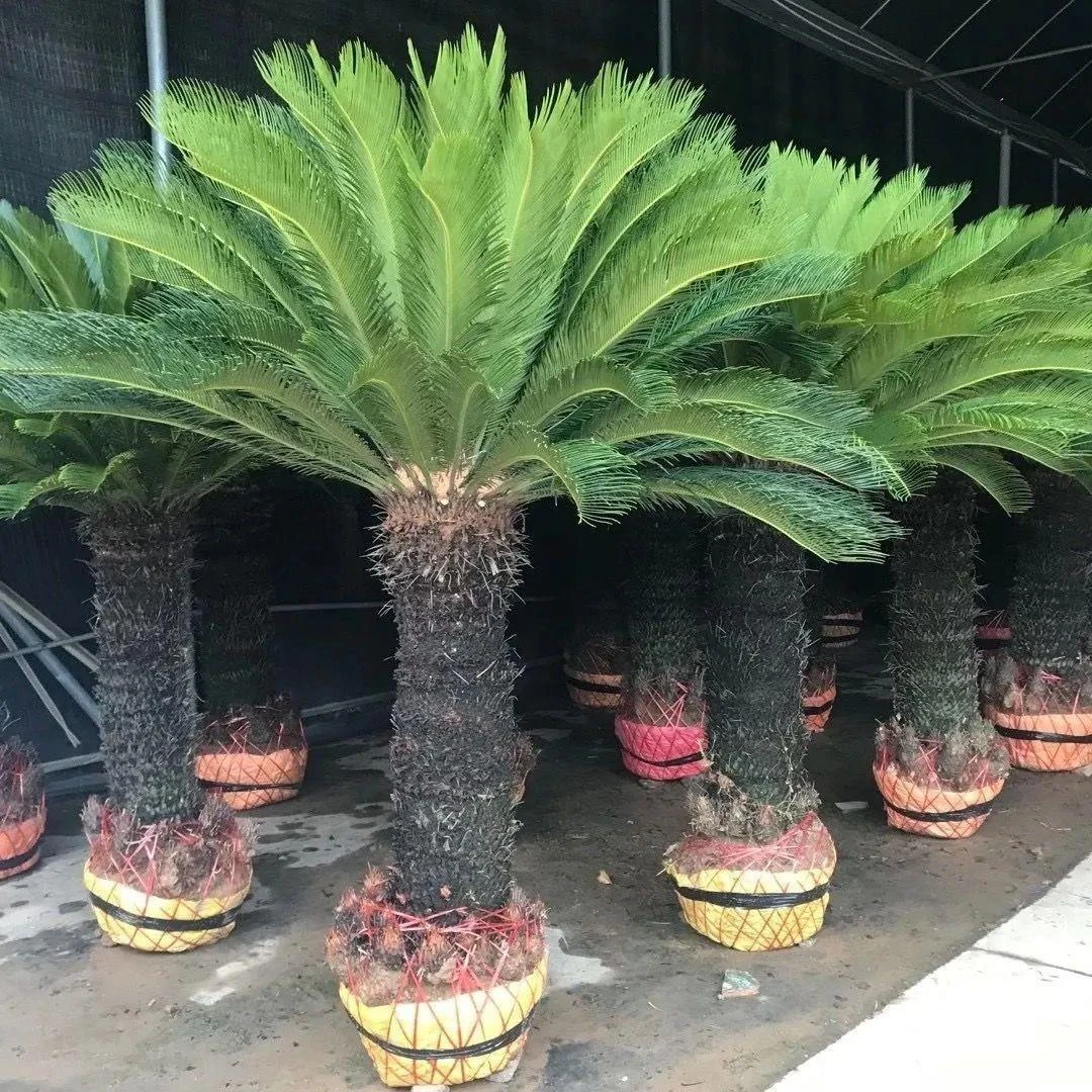 大型室外盆栽铁树盆景苏铁客厅盆栽四季常青耐寒绿植庭院植物铁树