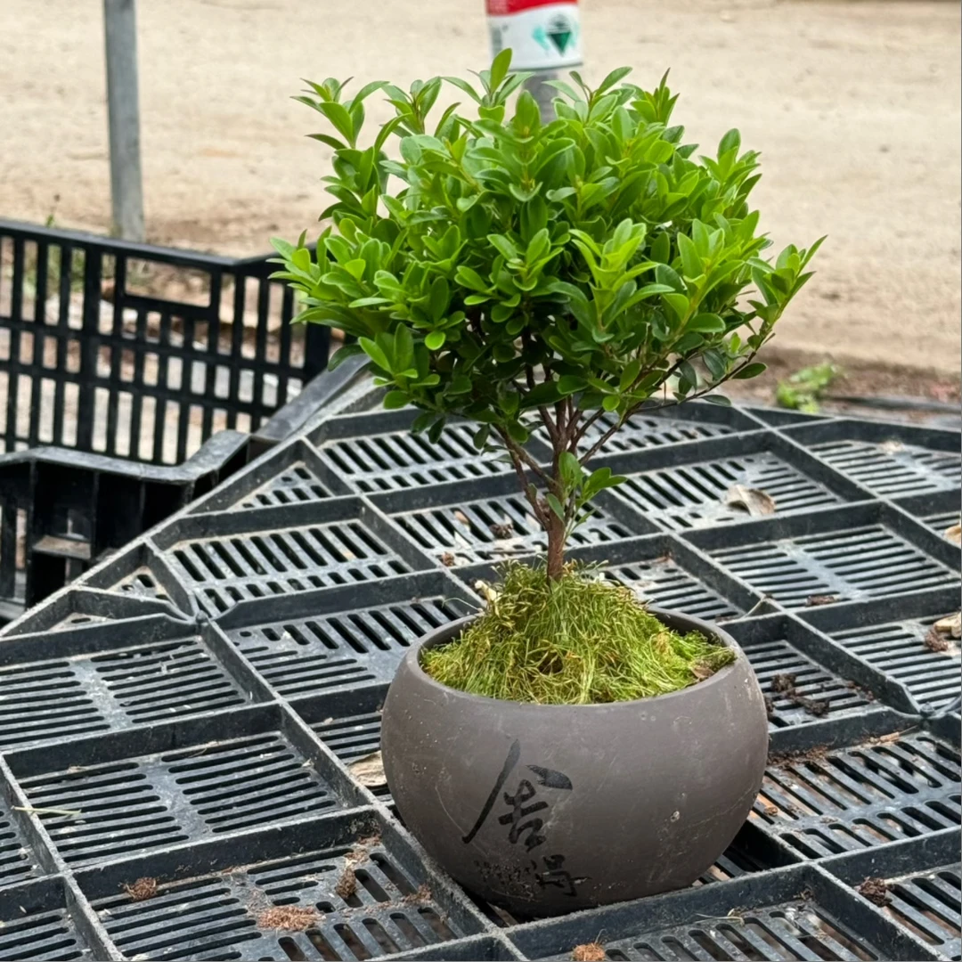 【小叶赤楠】舍得盆栽盆景植物新鲜四季常青花卉办公室懒人四季好养