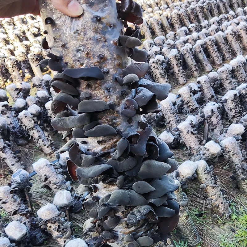 皖南土特产黑木耳特产干货农产品头茬秋木耳自家种植