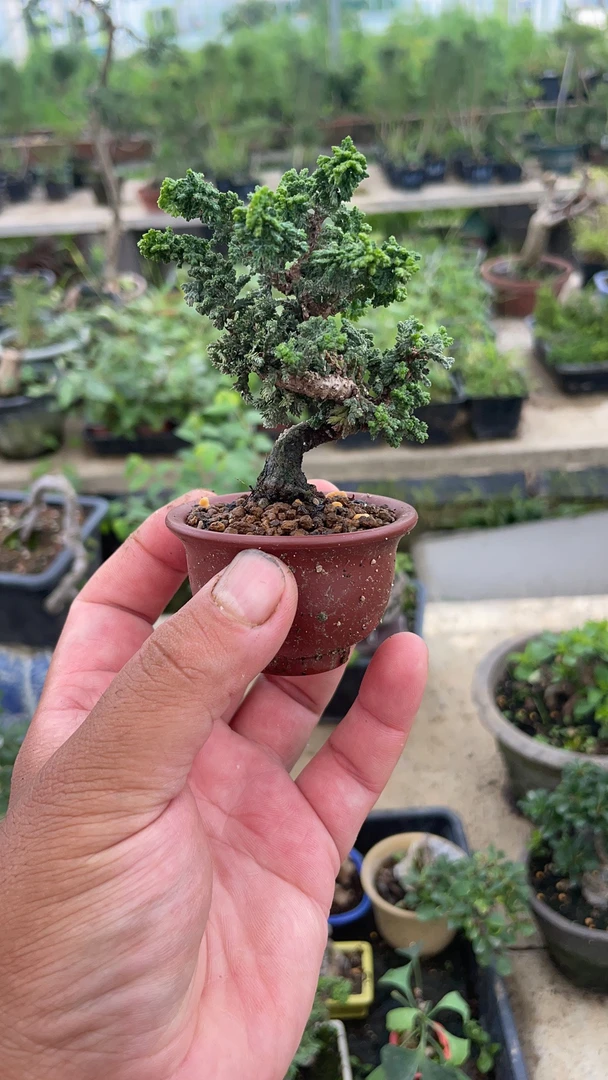 石化桧，好样不贵