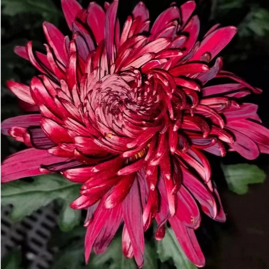 【黑旋风】菊花盆栽带花苞发货大花特色花卉绿植