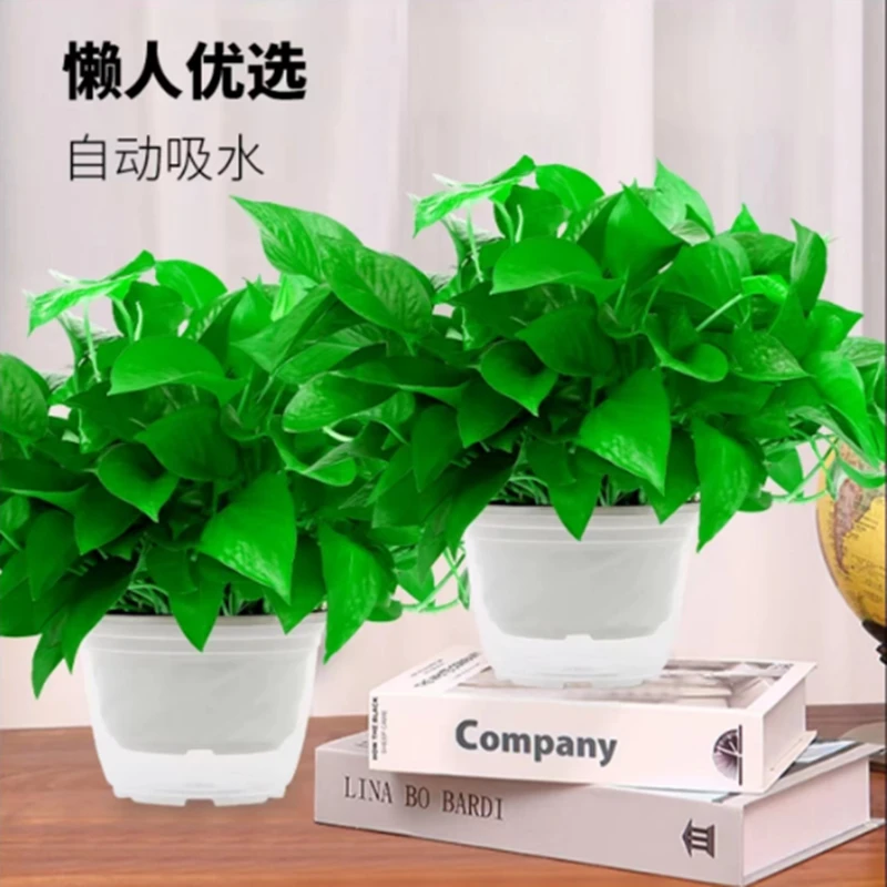 绿萝盆栽花卉植物室内吸除甲醛净化空气长藤垂培育大绿箩水培杰2