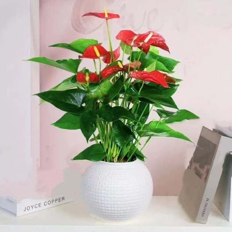 【带花4-7朵】红掌盆栽水培植物一帆风顺四季开花卉水养室内好养绿