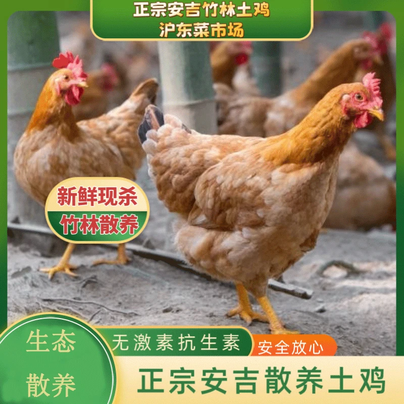 【正宗】安吉竹林土鸡土鸭土鸽竹林生态散养新鲜现称现卖