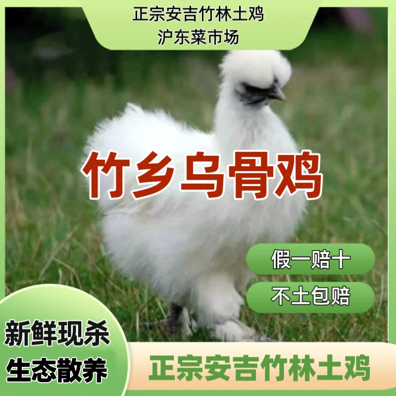 【正宗】安吉竹乡草乌鸡 白凤乌鸡乌骨鸡 散养乌鸡肉质细嫩滋补养生