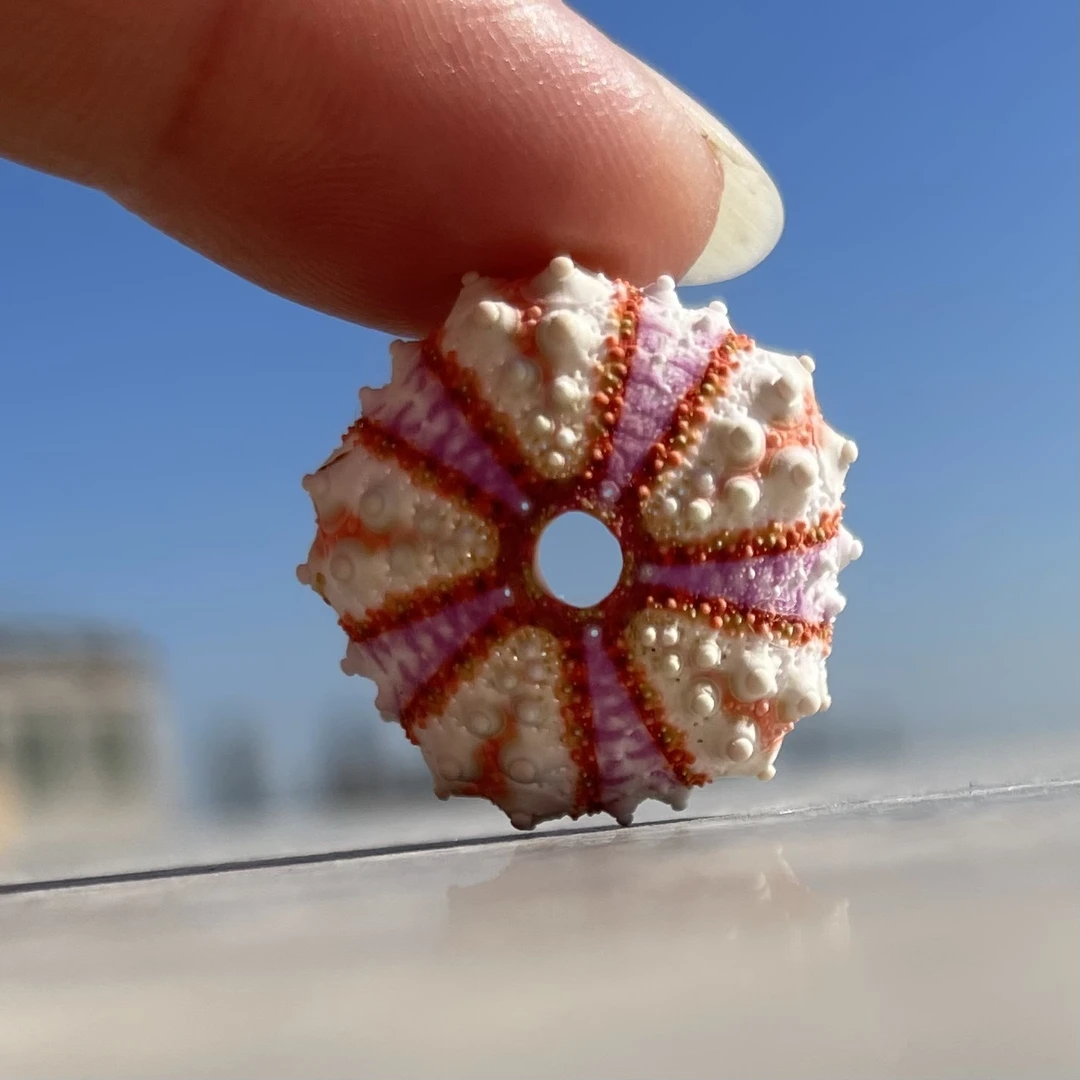 海螺滩-2-3CM勋章海胆海螺贝壳手工DIY家居饰品收藏摆件标本礼品