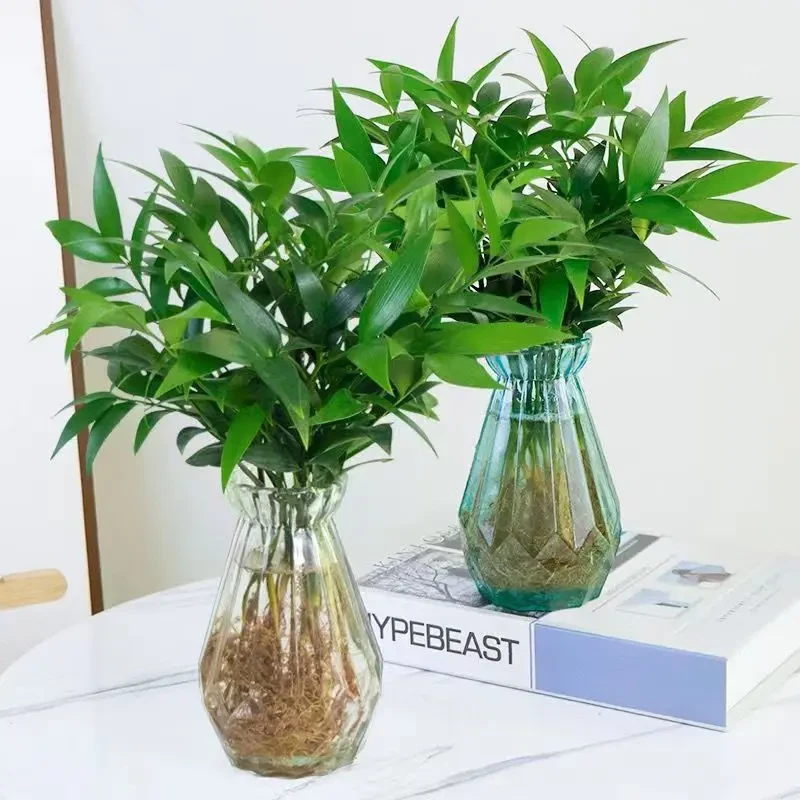 竹柏客厅绿植盆栽四季常青花瓶驱蚊好养活的室内绿植水培植物