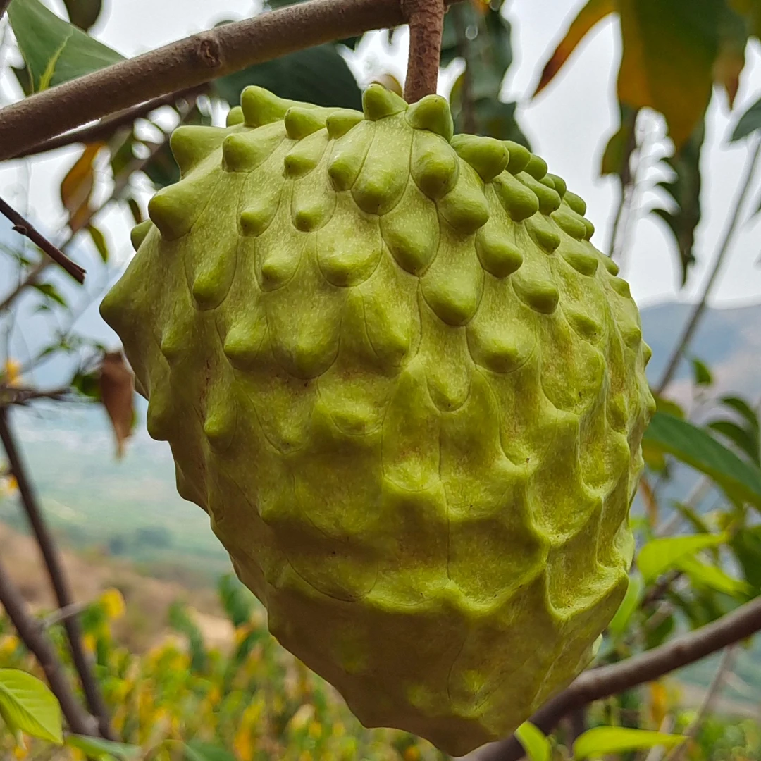 云南牛奶凤梨释迦果新鲜采摘全国3斤包邮