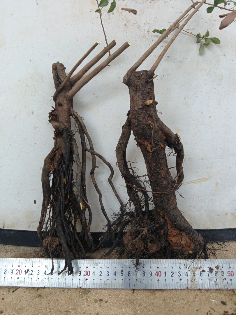 金蛋子盆景素材，四季常青开花结果，两颗一组