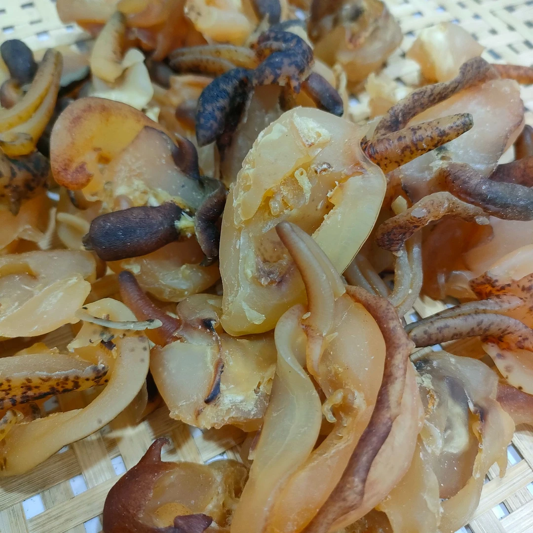 汕尾本港特大号角螺肉干