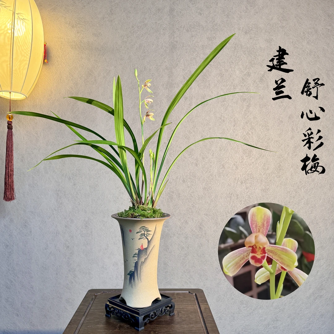 建兰舒心彩梅高级国兰精品带花苞3苗1花带盆底座好养易活室内绿植