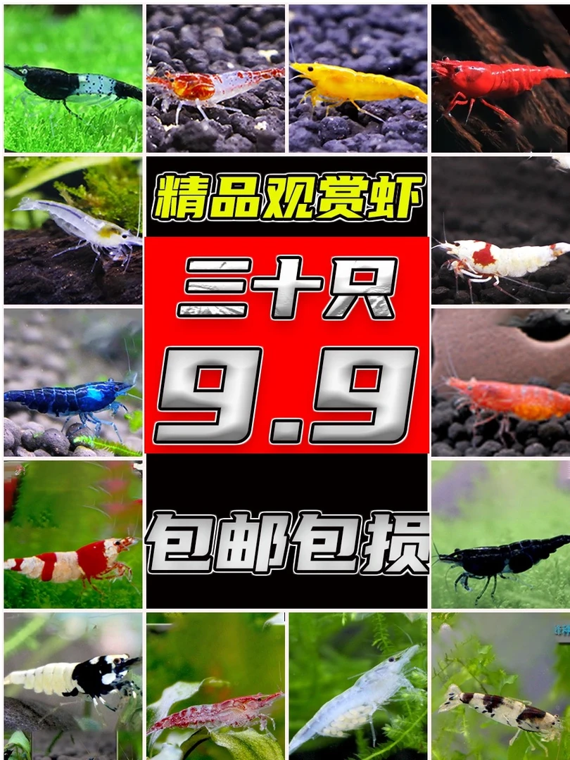 观赏米虾新手好养除吃藻黑壳清洁工具淡水五彩樱花极火琉璃鱼草缸