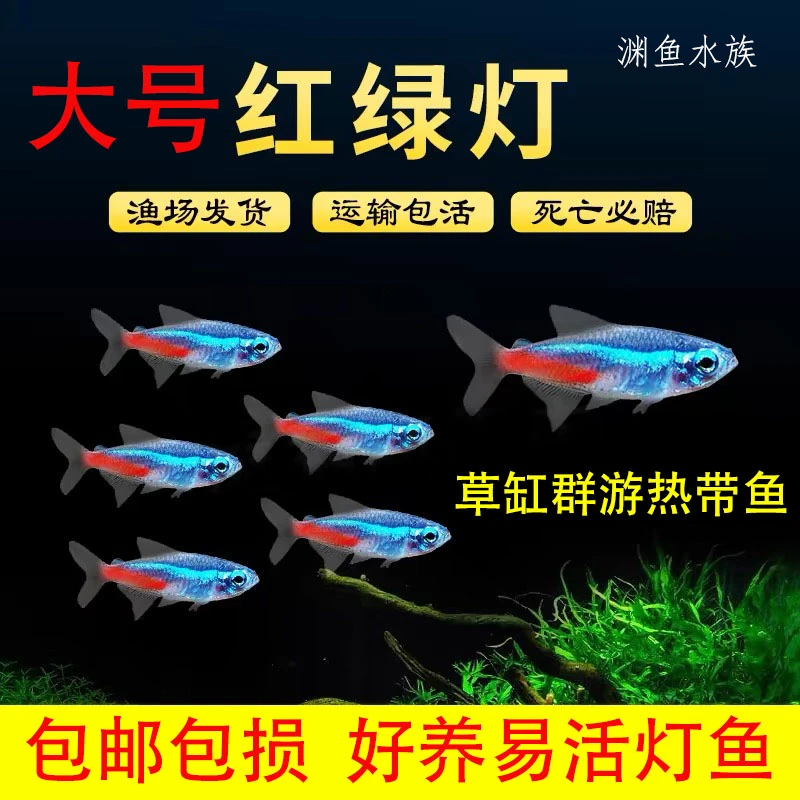 红绿灯鱼活体小型灯科鱼热带鱼淡水群游草缸观赏鱼大扯旗宝莲灯