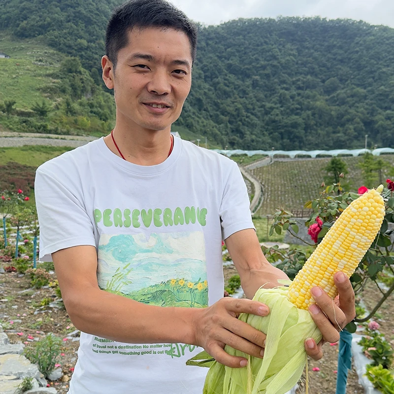 湖北火烧坪高山甜玉米水果玉米香甜爆浆新鲜玉米棒子现摘现发