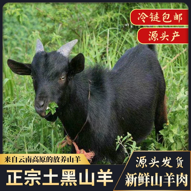 【云南黑山羊】现场称斤1号改价链接专用山羊肉新鲜原生态高山散养