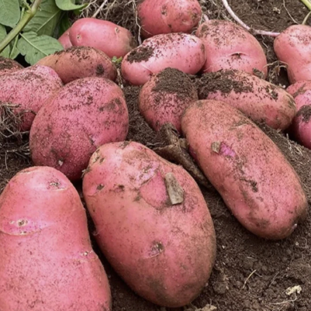 大凉山2025鲜土豆马铃薯（紫皮黄皮随机农家生鲜）挖新鲜湿核桃