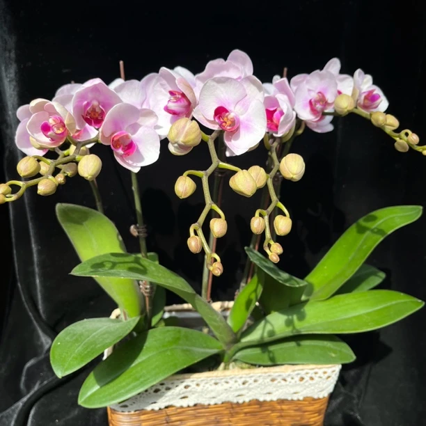 蝴蝶兰（杭州美女）3寸成熟苗 粉色淡雅高级 桌面阳台 新疆基地10