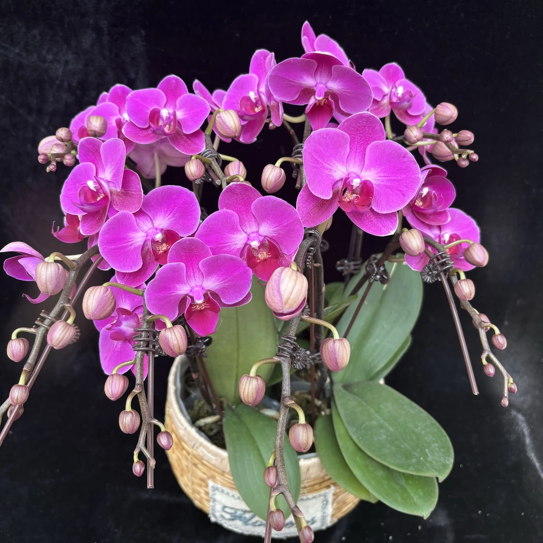 蝴蝶兰（小仙女）3寸开花植物株