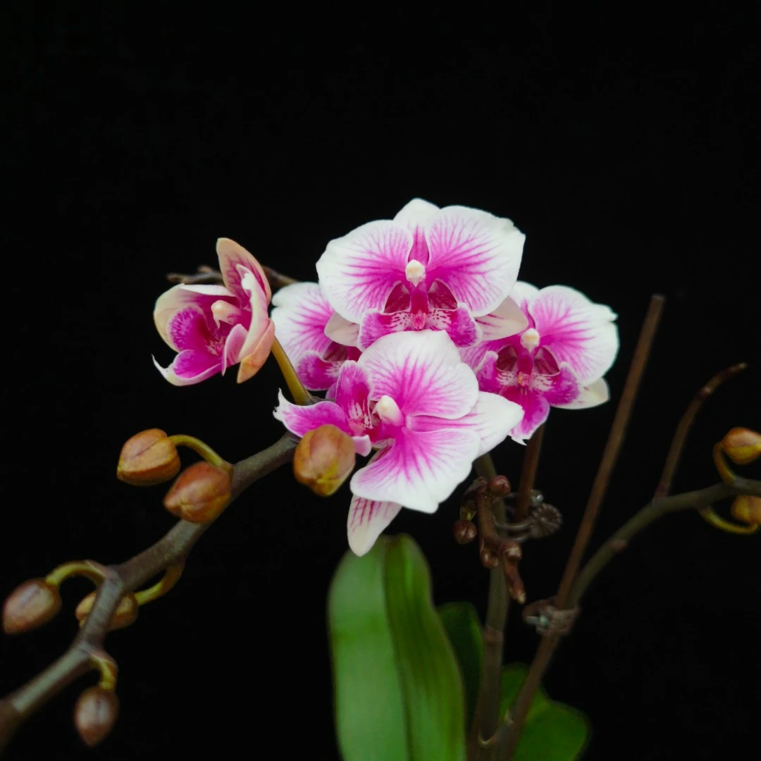 【可爱多】开花株中花，花朵小巧玲珑 温柔美丽 新疆蝴蝶兰基地直发