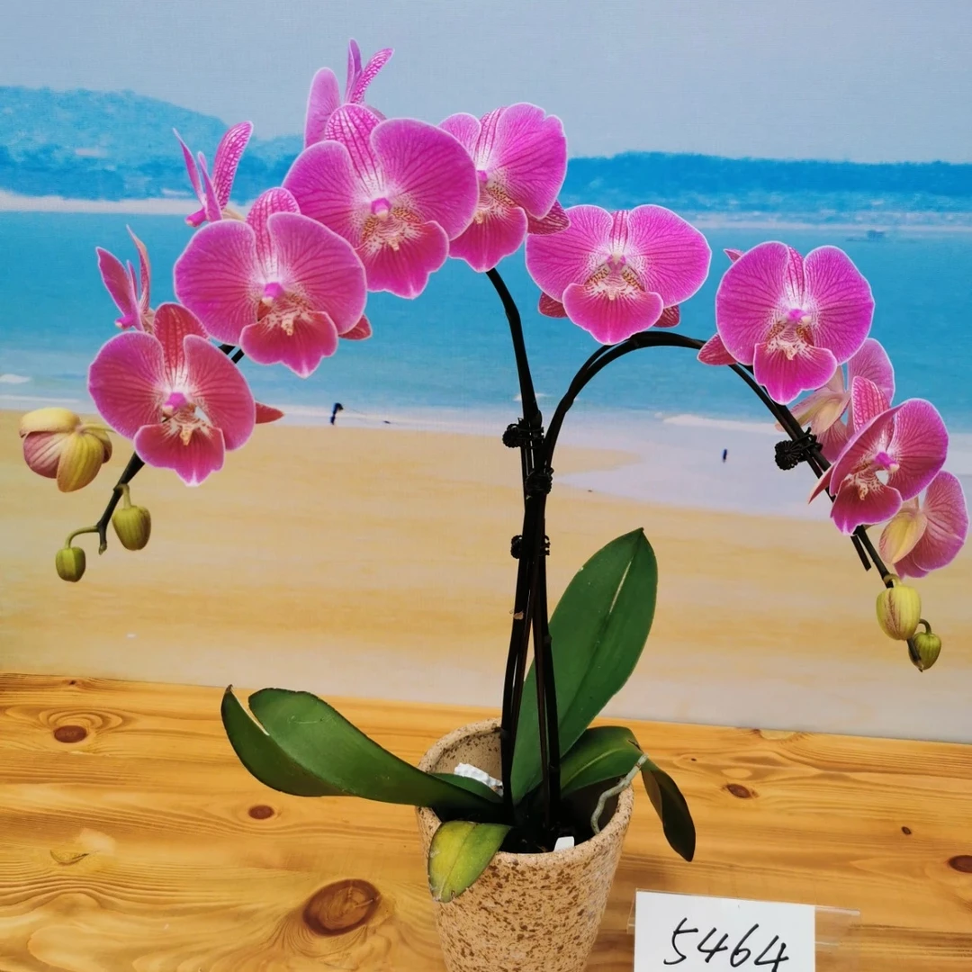 （新疆发货）蝴蝶兰(性感）3.5寸抽梗苗