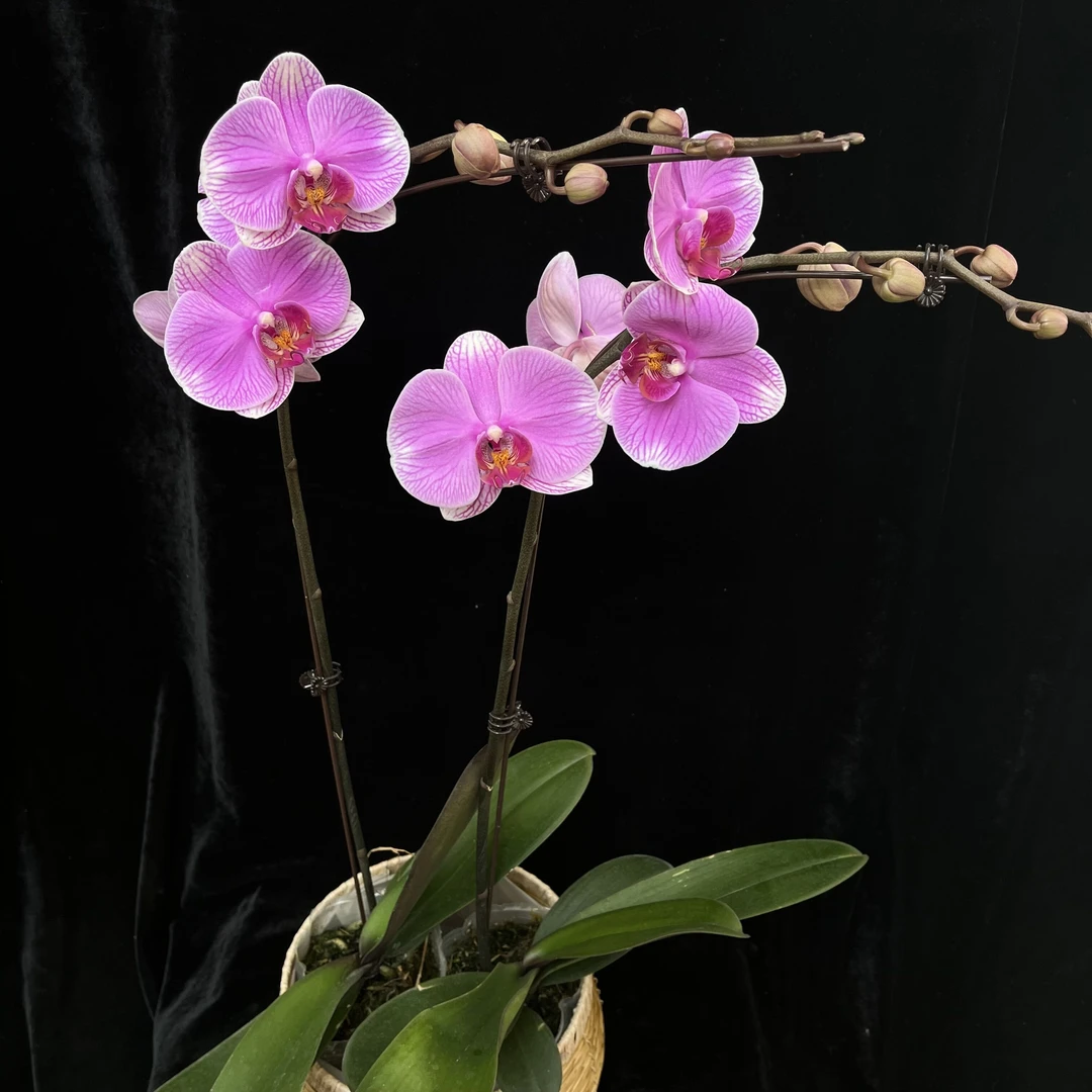 蝴蝶兰（海洋之星）开花株，新疆包邮！