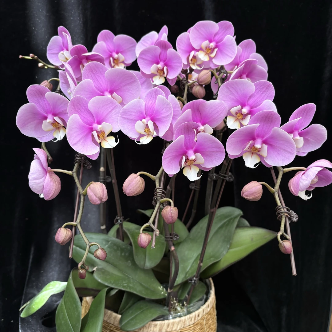 蝴蝶兰（安娜)开花株 粉嫩百搭温柔优雅 客厅办公室送人 新疆基地